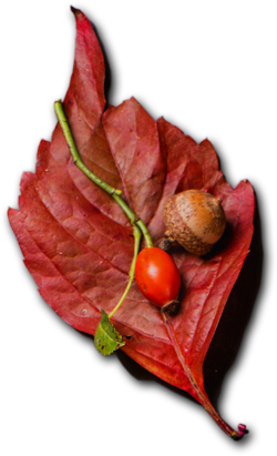 Apna Catering Services HTML Template